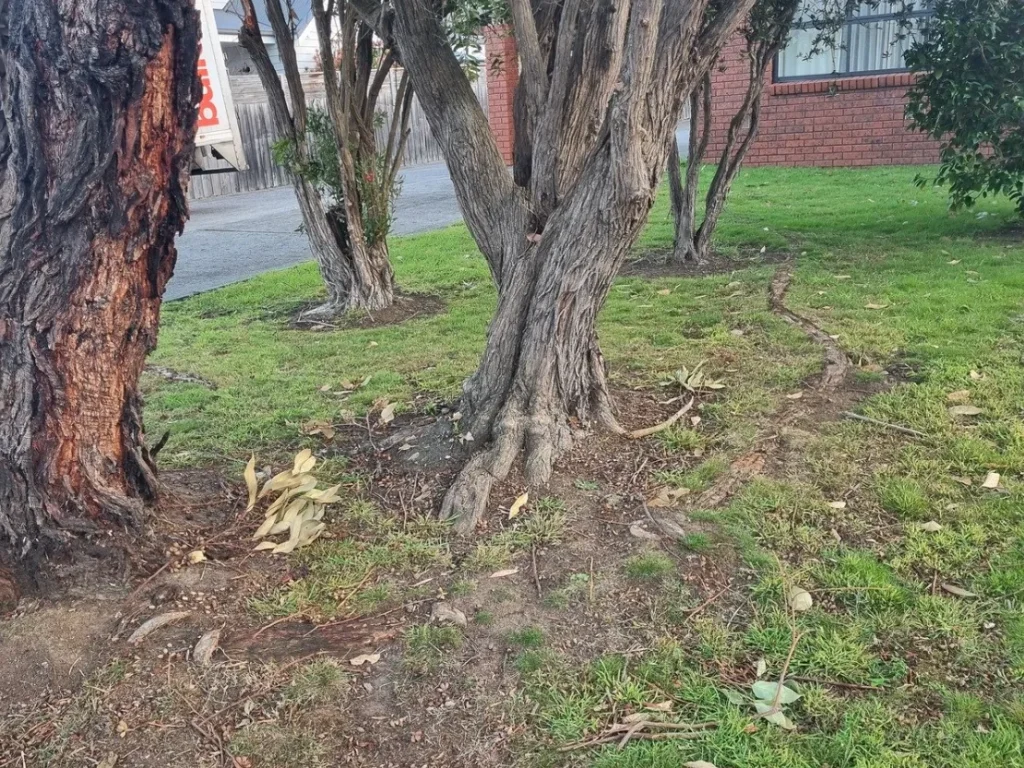Exposed tree roots causing soil subsidence and potential foundation damage risk.